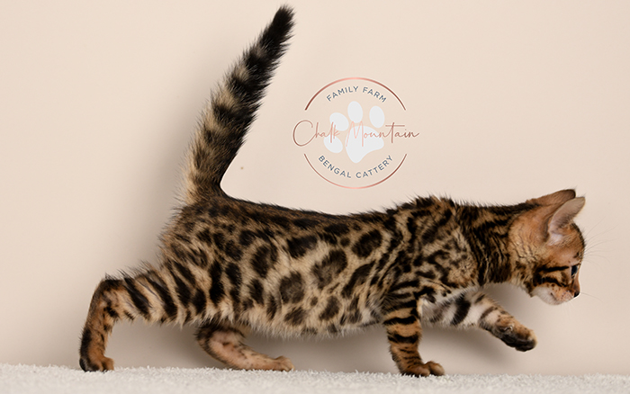 Bengal kitten for sale